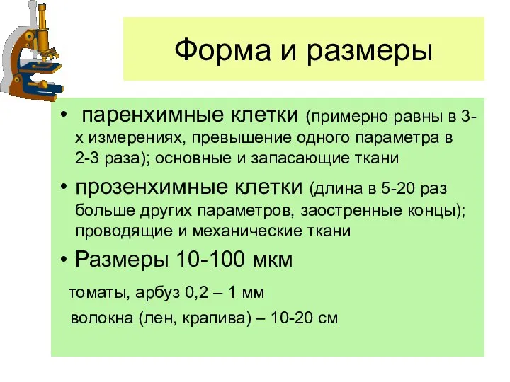 Форма и размеры паренхимные клетки (примерно равны в 3-х измерениях, превышение