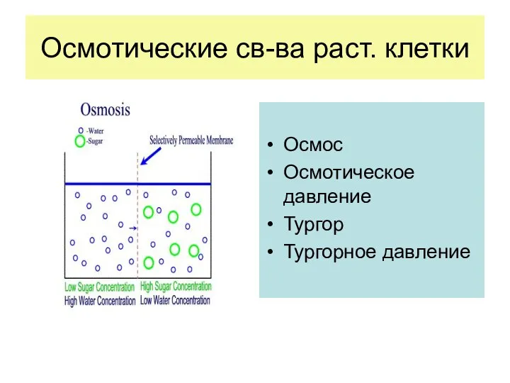 Осмотические св-ва раст. клетки Осмос Осмотическое давление Тургор Тургорное давление