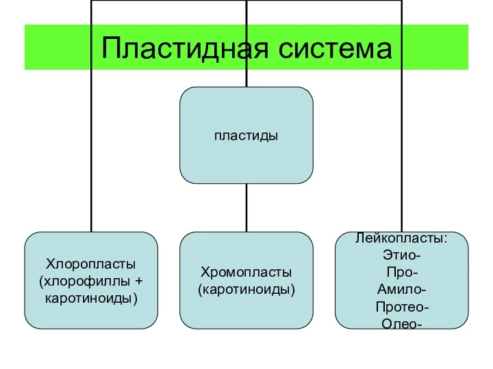 Пластидная система