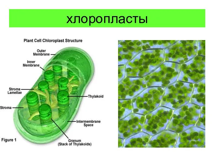 хлоропласты