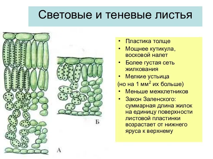 Световые и теневые листья Пластика толще Мощнее кутикула, восковой налет Более