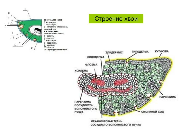 Строение хвои