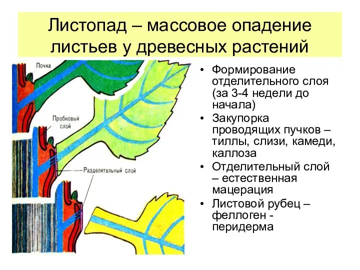 Листопад – массовое опадение листьев у древесных растений Формирование отделительного слоя