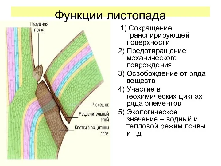 1) Сокращение транспирирующей поверхности 2) Предотвращение механического повреждения 3) Освобождение от