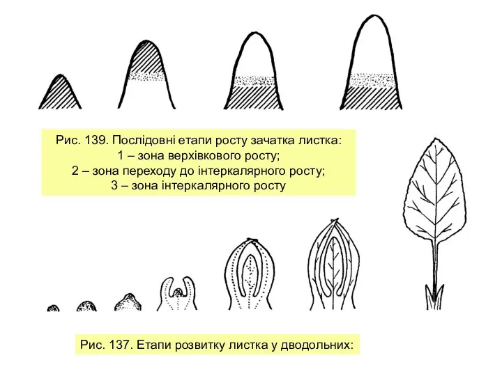 Рис. 139. Послідовні етапи росту зачатка листка: 1 – зона верхівкового