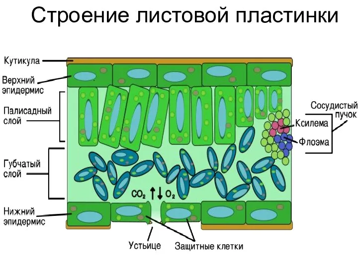 Строение листовой пластинки