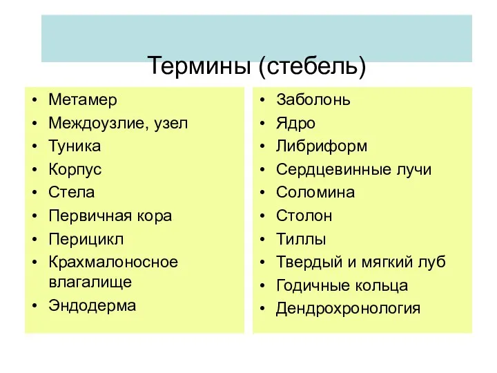 Термины (стебель) Метамер Междоузлие, узел Туника Корпус Стела Первичная кора Перицикл