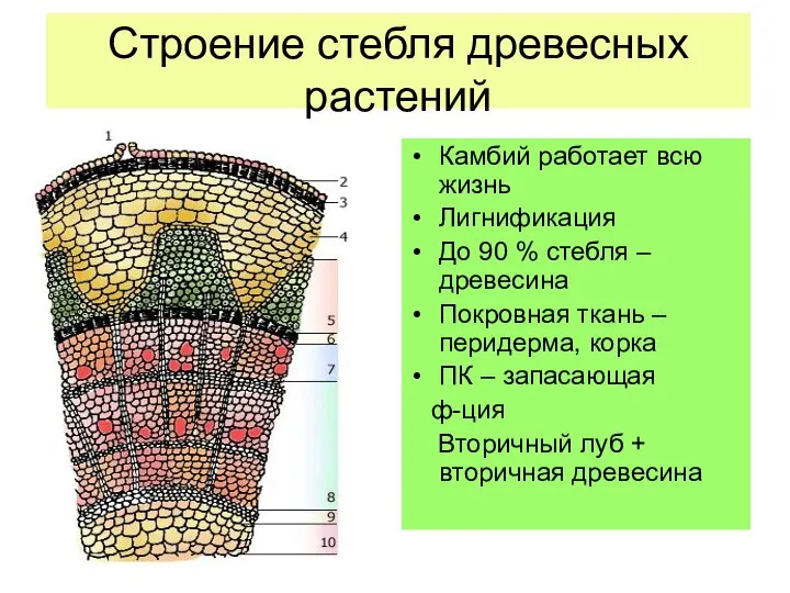 Строение стебля древесных растений Камбий работает всю жизнь Лигнификация До 90