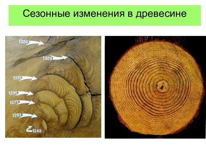 Сезонные изменения в древесине Сезонные изменения в древесине