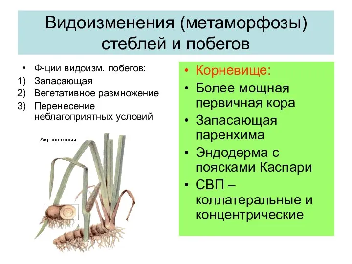 Ф-ции видоизм. побегов: Запасающая Вегетативное размножение Перенесение неблагоприятных условий Корневище: Более