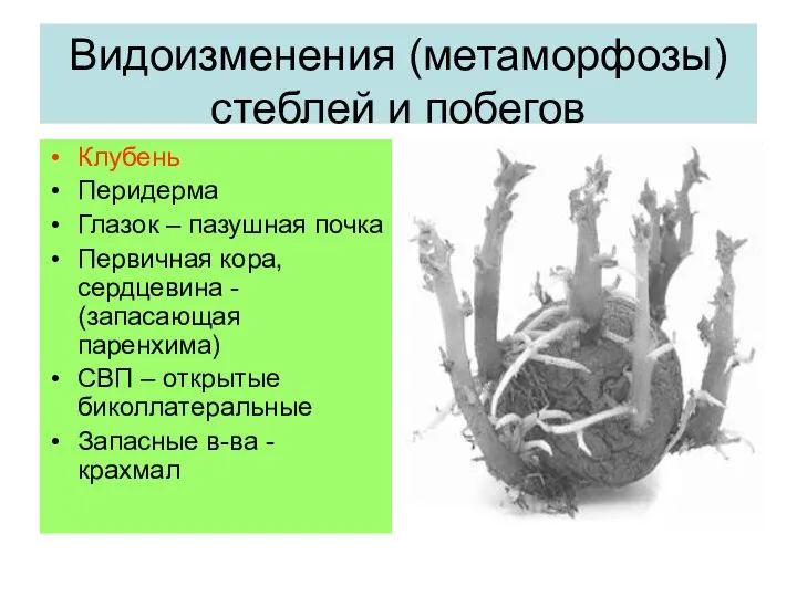 Видоизменения (метаморфозы) стеблей и побегов Клубень Перидерма Глазок – пазушная почка