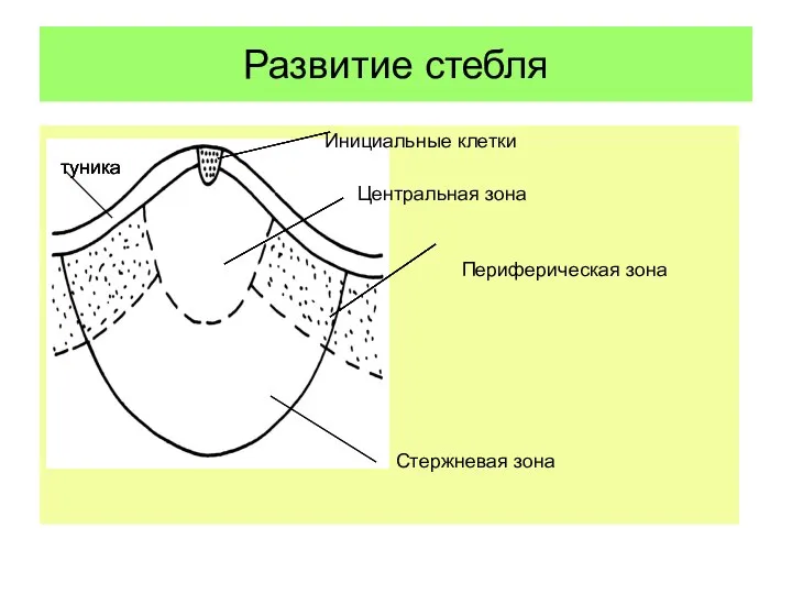 Развитие стебля туника Инициальные клетки Центральная зона Стержневая зона Периферическая зона туника туника