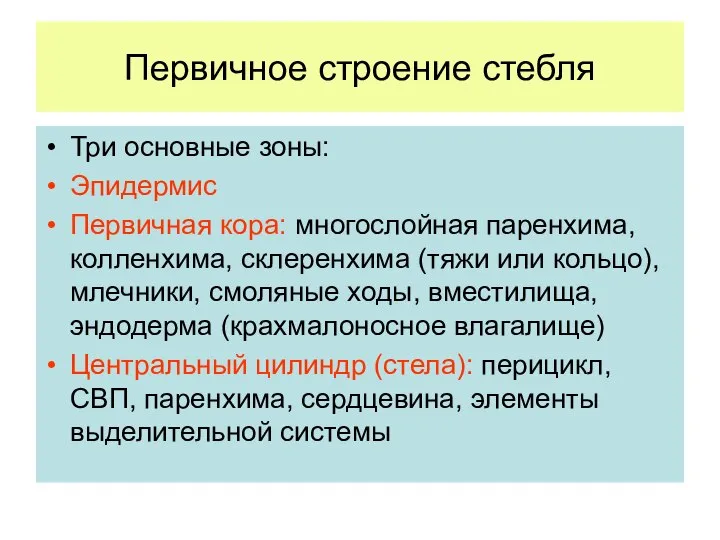 Первичное строение стебля Три основные зоны: Эпидермис Первичная кора: многослойная паренхима,