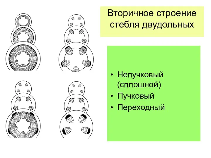 Вторичное строение стебля двудольных Непучковый (сплошной) Пучковый Переходный