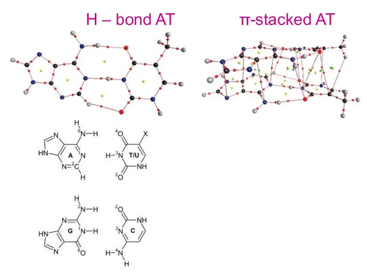 Н – bond AT π-stacked AT