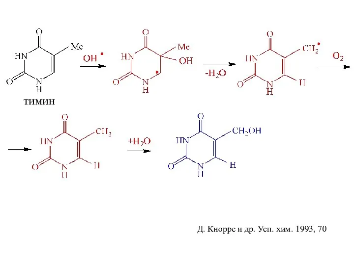 Д. Кнорре и др. Усп. хим. 1993, 70 тимин