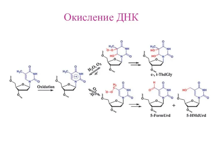 Окисление ДНК
