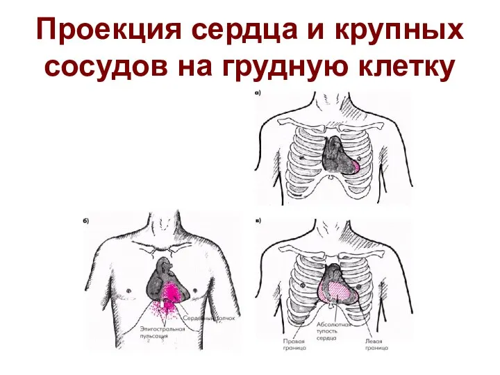 Проекция сердца и крупных сосудов на грудную клетку