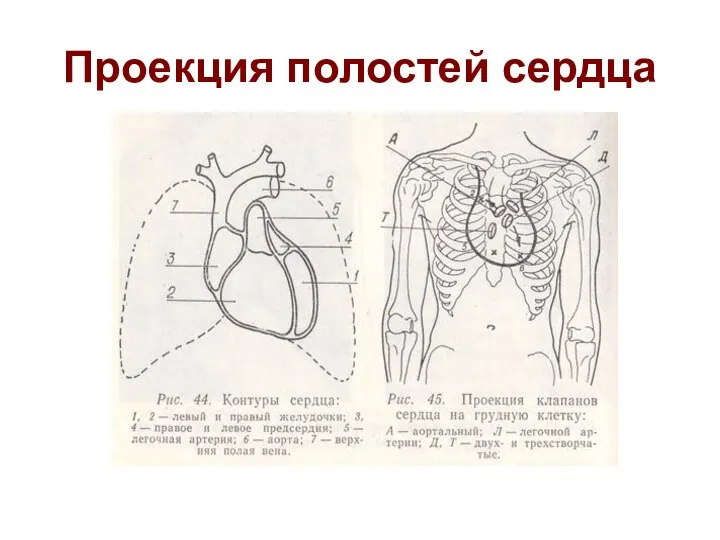 Проекция полостей сердца