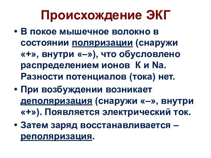 Происхождение ЭКГ В покое мышечное волокно в состоянии поляризации (снаружи «+»,