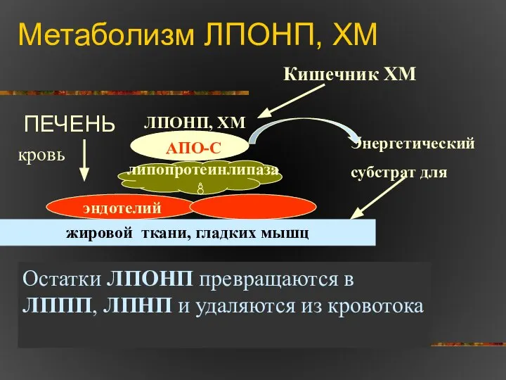 Метаболизм ЛПОНП, ХМ ПЕЧЕНЬ эндотелий кровь липопротеинлипаза ЛПОНП, ХМ Энергетический субстрат