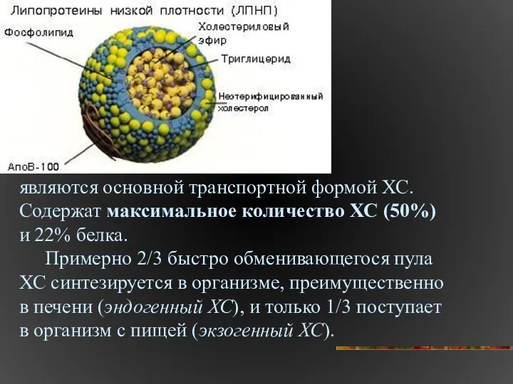 являются основной транспортной формой ХС. Содержат максимальное количество ХС (50%) и