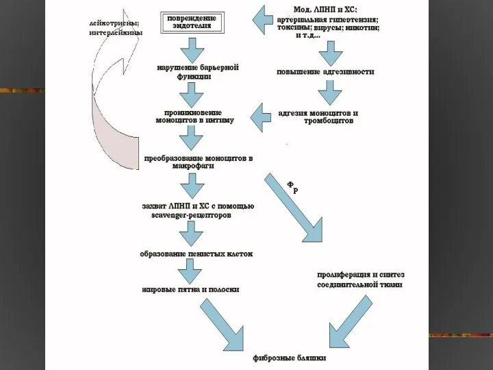 Схема № 1.Механизм атерогенеза ( образование атеросклеротической бляшки)