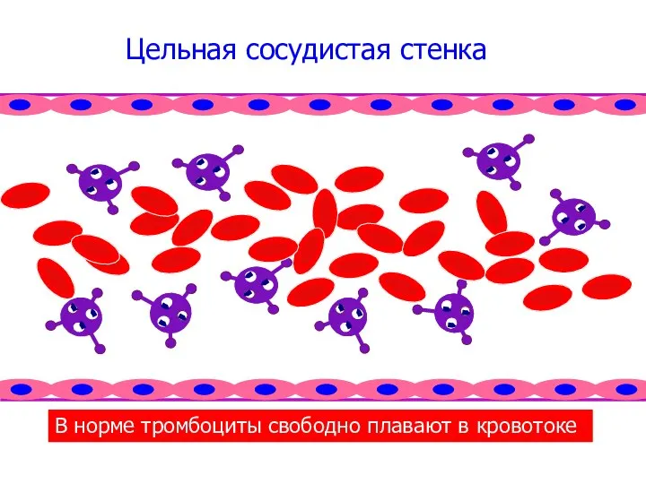 Цельная сосудистая стенка В норме тромбоциты свободно плавают в кровотоке