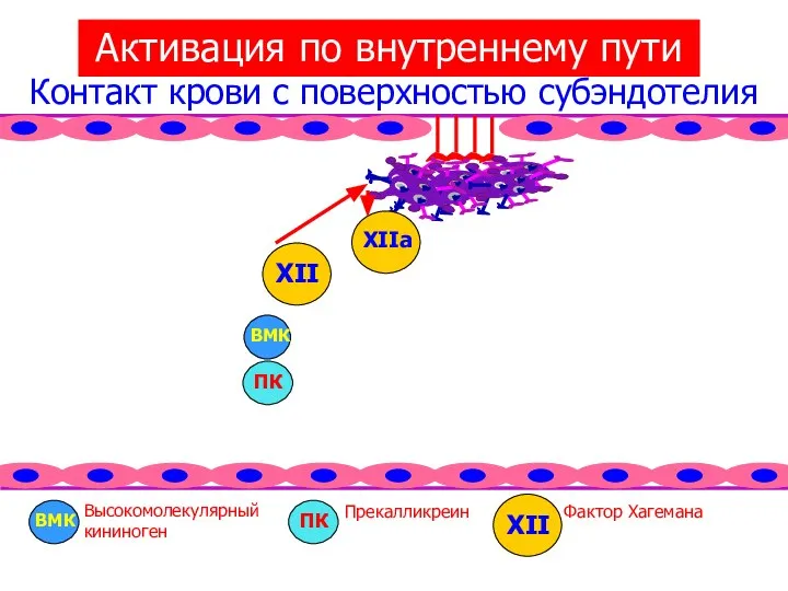 Контакт крови с поверхностью субэндотелия Высокомолекулярный кининоген Прекалликреин Фактор Хагемана Активация по внутреннему пути