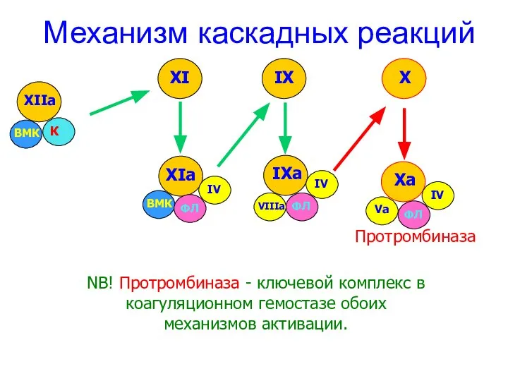 Механизм каскадных реакций Протромбиназа NB! Протромбиназа - ключевой комплекс в коагуляционном гемостазе обоих механизмов активации.