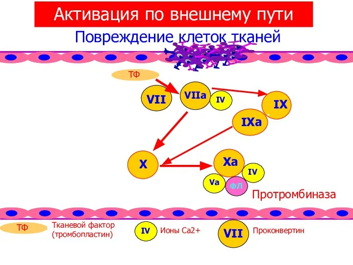 Активация по внешнему пути Повреждение клеток тканей Тканевой фактор (тромбопластин) Протромбиназа Ионы Са2+ Проконвертин