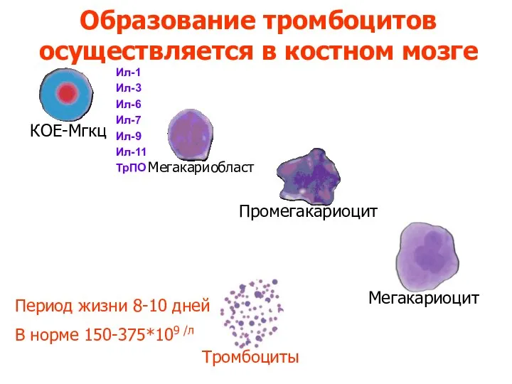 Образование тромбоцитов осуществляется в костном мозге КОЕ-Мгкц Мегакариобласт Промегакариоцит Мегакариоцит Тромбоциты