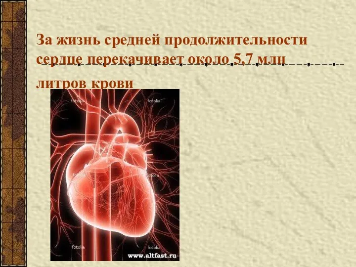 За жизнь средней продолжительности сердце перекачивает около 5,7 млн литров крови