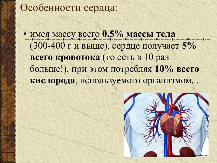 Особенности сердца: имея массу всего 0.5% массы тела (300-400 г и