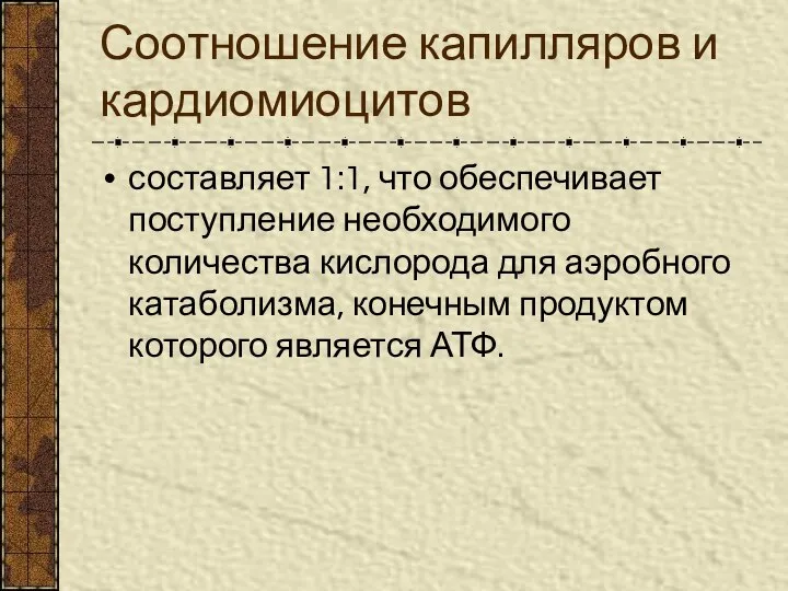 Соотношение капилляров и кардиомиоцитов составляет 1:1, что обеспечивает поступление необходимого количества