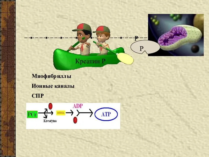 Креатин Р Р Миофибриллы Ионные каналы СПР Р
