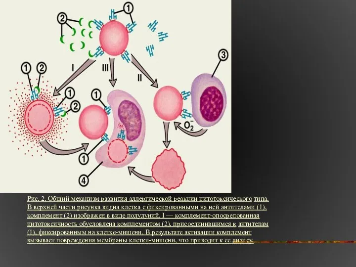 Рис. 2. Общий механизм развития аллергической реакции цитотоксического типа. В верхней