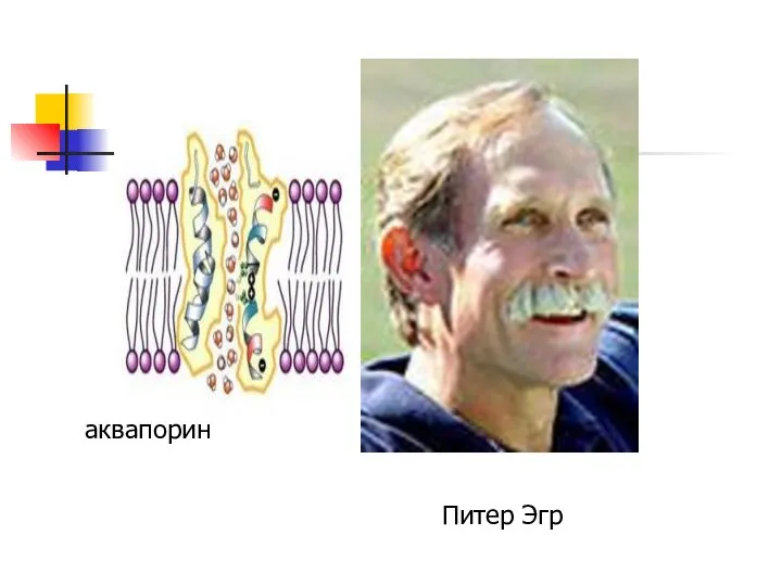 Питер Эгр аквапорин
