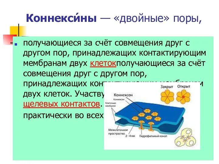 Коннекси́ны — «двойные» поры, получающиеся за счёт совмещения друг с другом