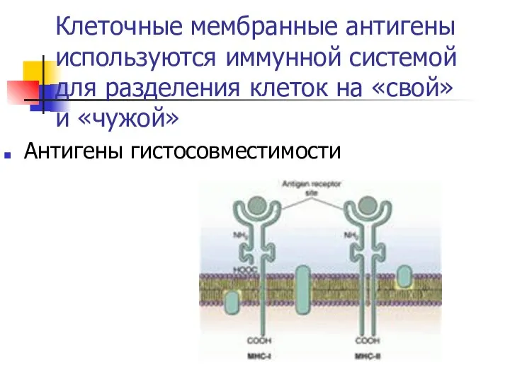 Клеточные мембранные антигены используются иммунной системой для разделения клеток на «свой» и «чужой» Антигены гистосовместимости