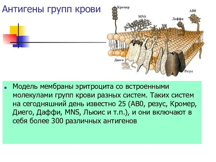 Антигены групп крови Модель мембраны эритроцита со встроенными молекулами групп крови