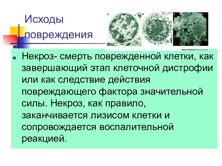 Исходы повреждения Некроз- смерть поврежденной клетки, как завершающий этап клеточной дистрофии