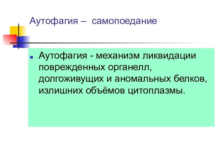 Аутофагия – самопоедание Аутофагия - механизм ликвидации поврежденных органелл, долгоживущих и аномальных белков, излишних объёмов цитоплазмы.