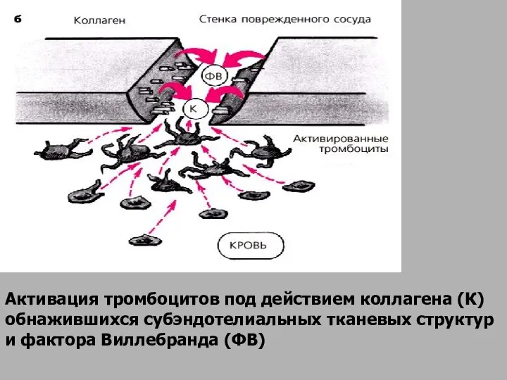 Активация тромбоцитов под действием коллагена (К) обнажившихся cубэндотелиальных тканевых структур и фактора Виллебранда (ФВ)