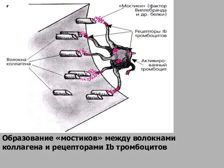 Образование «мостиков» между волокнами коллагена и рецепторами Ib тромбоцитов