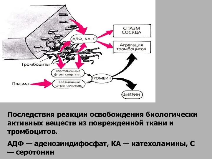 Последствия реакции освобождения биологически активных веществ из поврежденной ткани и тромбоцитов.