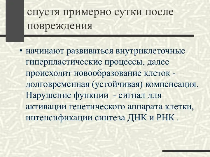 спустя примерно сутки после повреждения начинают развиваться внутриклеточные гиперпластические процессы, далее