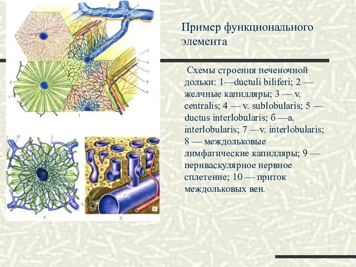 Схемы строения печеночной дольки: 1—ductuli biliferi; 2 — желчные капилляры; 3