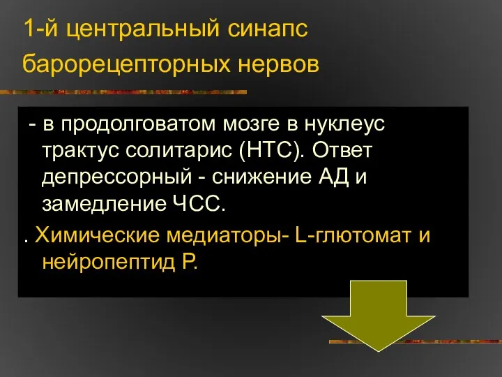 1-й центральный синапс барорецепторных нервов - в продолговатом мозге в нуклеус