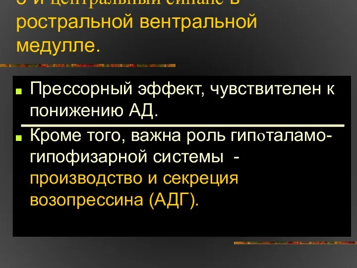 3-й центральный синапс в ростральной вентральной медулле. Прессорный эффект, чувствителен к